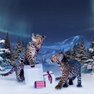 CARTIER’S ‘WINTER TALE’